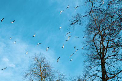 Low angle view of birds flying in the sky