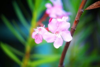 Close-up of pink flowers blooming outdoors