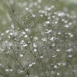 Close-up of plant growing outdoors