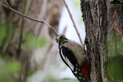 Great spotted woodpecker perching on a tree