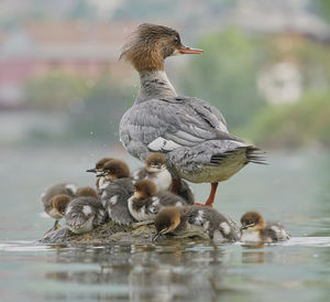 Duck swimming in a lake