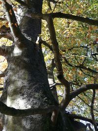 Low angle view of tree against sky