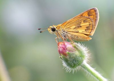 Close-up of butterfly perching on flower