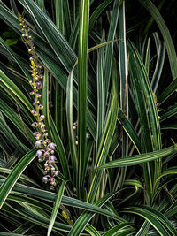 High angle view of flowering plant