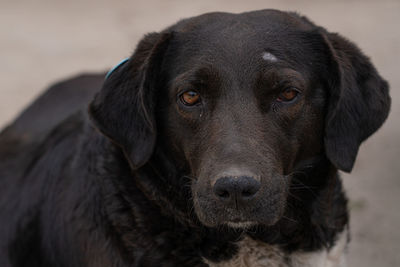 Close-up portrait of black dog