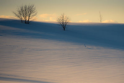 Bare tree on snow covered land during sunset