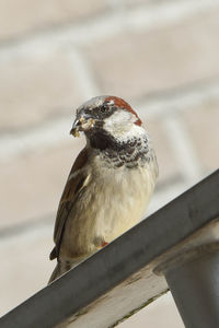 Close-up of bird perching on railing