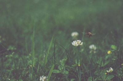 Bee flying near daisy on field