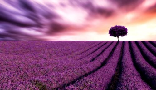 Scenic view of lavender field against sky