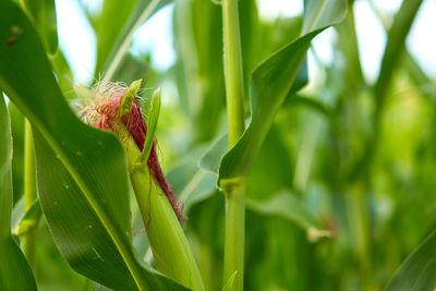 Close-up of insect on leaf