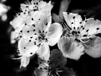 Close-up of flowers blooming outdoors
