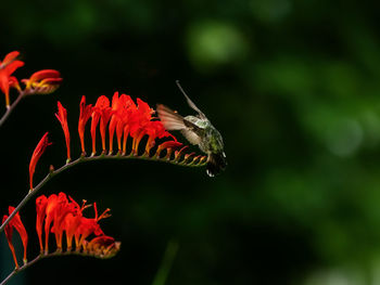 Close-up of butterfly pollinating on red flower