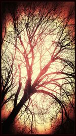 Bare trees against sky at sunset