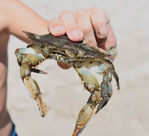 Holding blue crab 