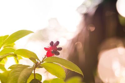 Close-up of pink flowering plant