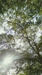 Low angle view of trees in forest against sky