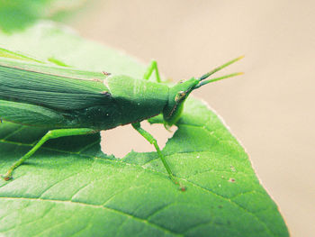 Close-up of insect on leaf