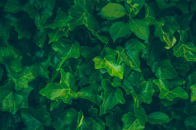 Full frame shot of leaves