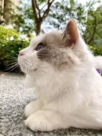 Close-up of cat looking away