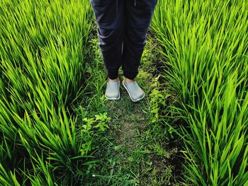 Low section of man standing on field