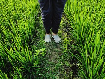 City boy enjoys countryside or village. paddy feilds, explore, lush, nature. 