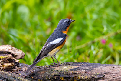 Close-up of bird perching on rock