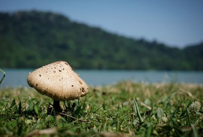 Close-up of mushroom on ground