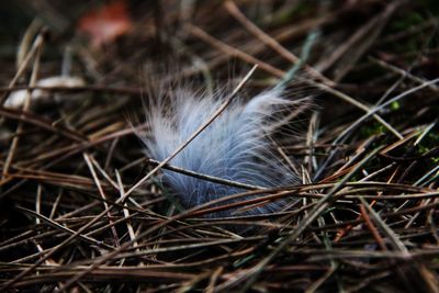 High angle view of feather on dry grass