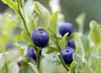 Close-up of purple flowering plant