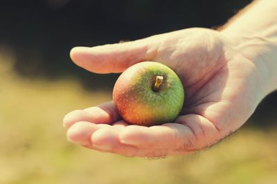 Cropped image of man holding fresh apple