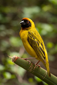 Yellow bird perching on twig