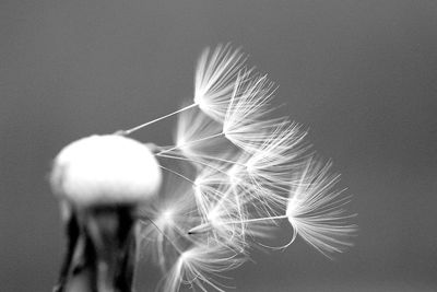 Close-up of dandelion against white wall