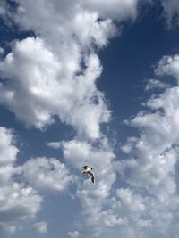 Low angle view of seagull flying in sky