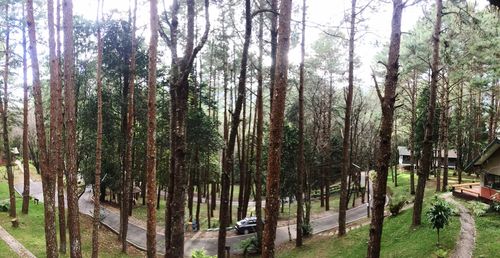 Panoramic shot of trees on landscape against sky