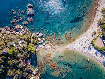 High angle view of coral swimming in sea