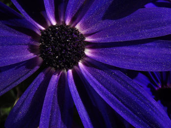 Close-up of purple flower blooming outdoors