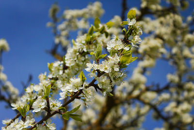 Low angle view of cherry blossoms in spring