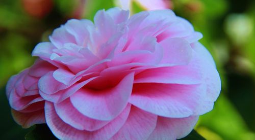 Close-up of pink dahlia