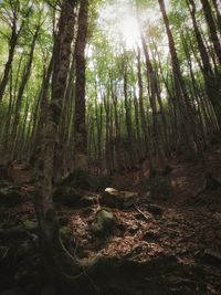 Low angle view of trees in forest