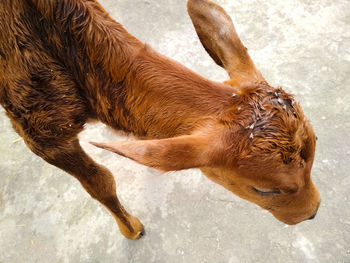 High angle view of new born calf