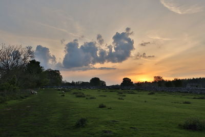 Scenic view of field with sheep against sky during sunset