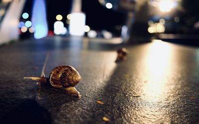 Close-up of snail on street in city