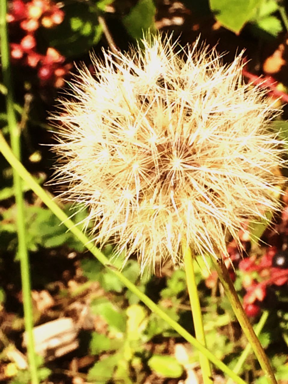 CLOSE-UP OF DANDELION GROWING ON FIELD