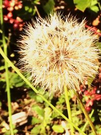 Close-up of dandelion on field