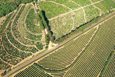 Agro business producing to supply a quarantined population