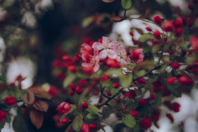 Close-up of pink flowering plants