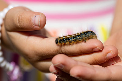 Cropped hand of woman holding crab