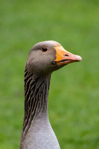 Close-up of goose