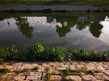 High angle view of plants by lake