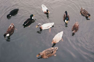 High angle view of mallard ducks swimming in lake